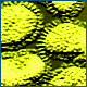 Viruses